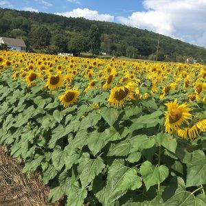 Meet your Posher, Kira